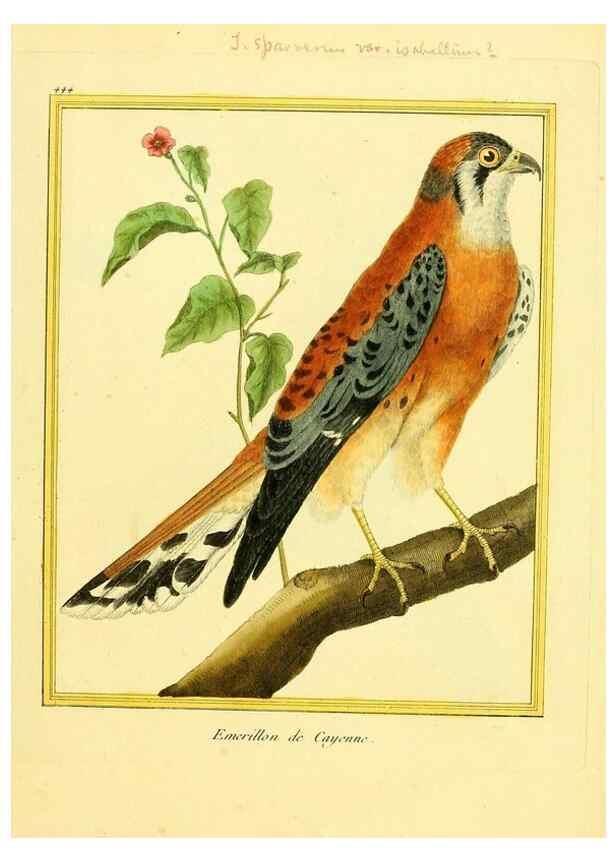Reproducción/Reproduction 49639307498: Planches enluminées d'histoire naturelle. Paris? :s.n.,1765-1783?. 