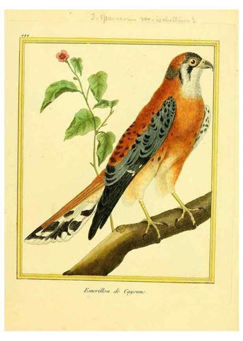 Reproducción/Reproduction 49639307498: Planches enluminées d'histoire naturelle. Paris? :s.n.,1765-1783?. 