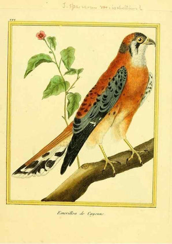 Reproducción/Reproduction 49639307498: Planches enluminées d'histoire naturelle. Paris? :s.n.,1765-1783?. 