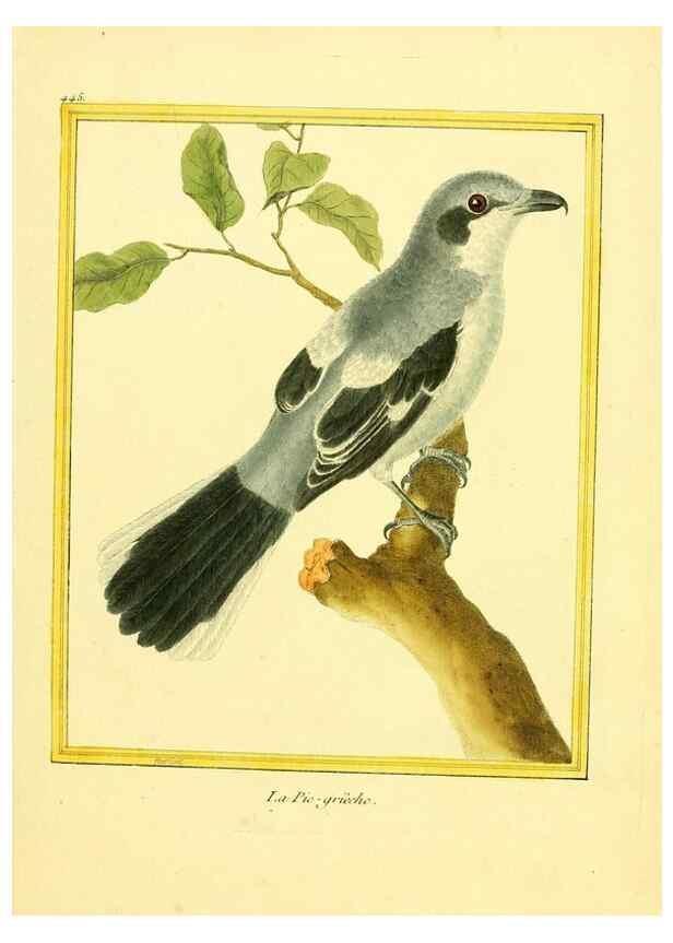Reproducción/Reproduction 49639307853: Planches enluminées d'histoire naturelle. Paris? :s.n.,1765-1783?. 