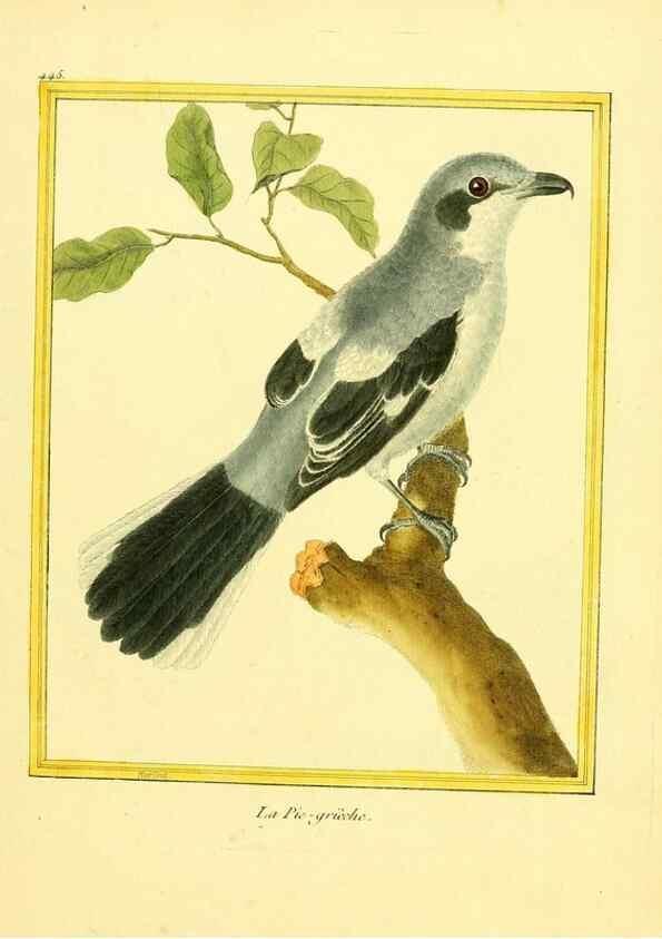 Reproducción/Reproduction 49639307853: Planches enluminées d'histoire naturelle. Paris? :s.n.,1765-1783?. 