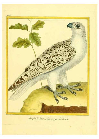 Reproducción/Reproduction 49639308188: Planches enluminées d'histoire naturelle. Paris? :s.n.,1765-1783?. 