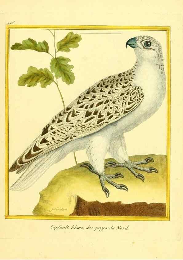 Reproducción/Reproduction 49639308188: Planches enluminées d'histoire naturelle. Paris? :s.n.,1765-1783?. 