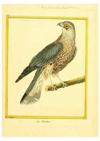 Reproducción/Reproduction 49639308568: Planches enluminées d'histoire naturelle. Paris? :s.n.,1765-1783?. 