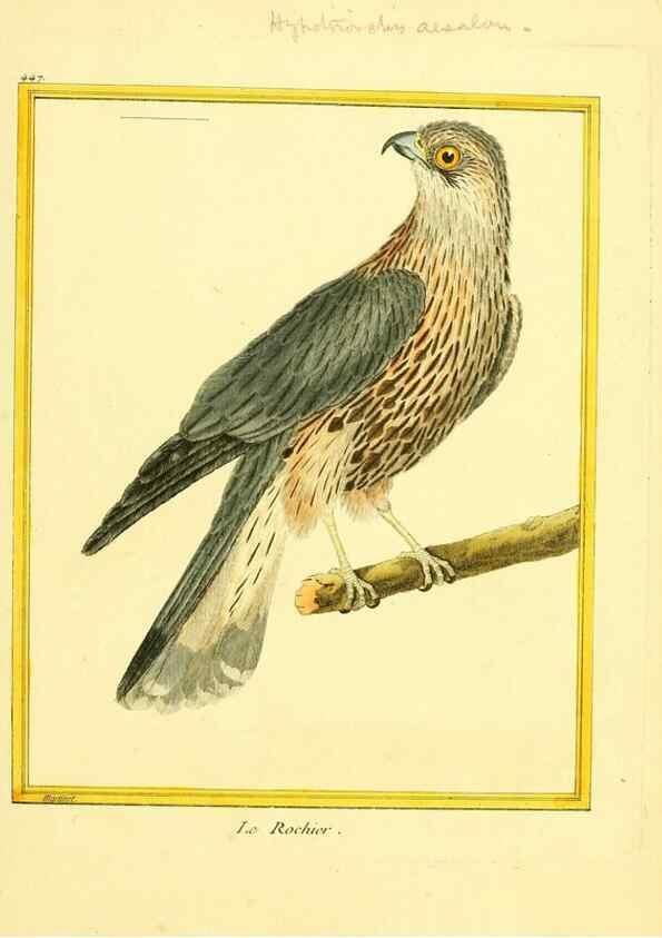 Reproducción/Reproduction 49639308568: Planches enluminées d'histoire naturelle. Paris? :s.n.,1765-1783?. 