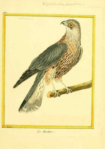 Reproducción/Reproduction 49639308568: Planches enluminées d'histoire naturelle. Paris? :s.n.,1765-1783?. 