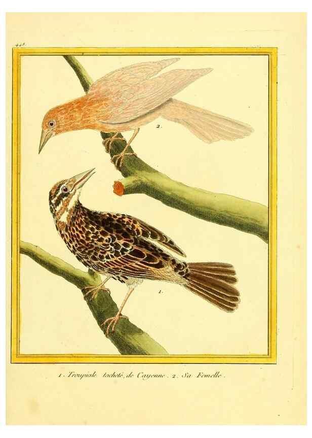 Reproducción/Reproduction 49640107202: Planches enluminées d'histoire naturelle. Paris? :s.n.,1765-1783?. 