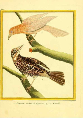 Reproducción/Reproduction 49640107202: Planches enluminées d'histoire naturelle. Paris? :s.n.,1765-1783?. 