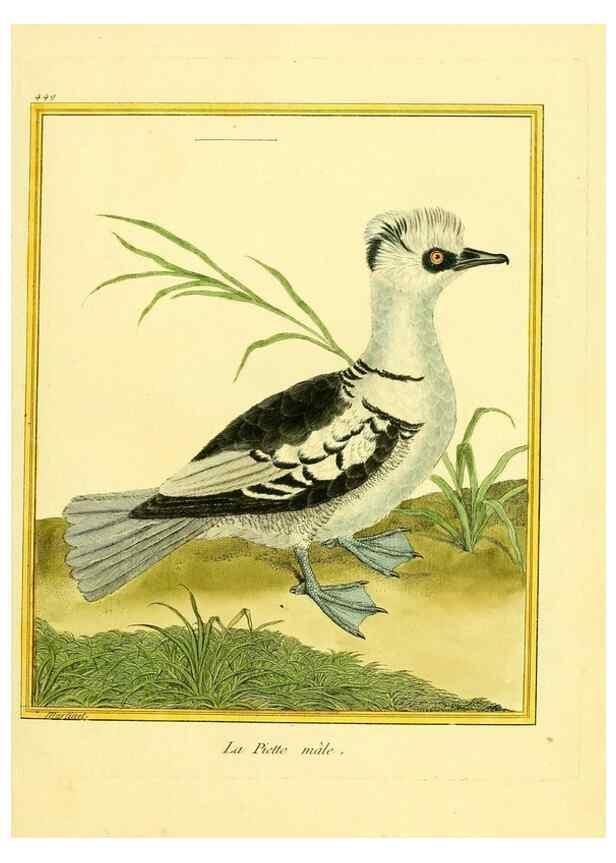 Reproducción/Reproduction 49640107547: Planches enluminées d'histoire naturelle. Paris? :s.n.,1765-1783?. 