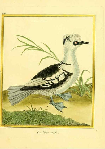 Reproducción/Reproduction 49640107547: Planches enluminées d'histoire naturelle. Paris? :s.n.,1765-1783?. 