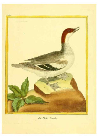 Reproducción/Reproduction 49639309748: Planches enluminées d'histoire naturelle. Paris? :s.n.,1765-1783?. 