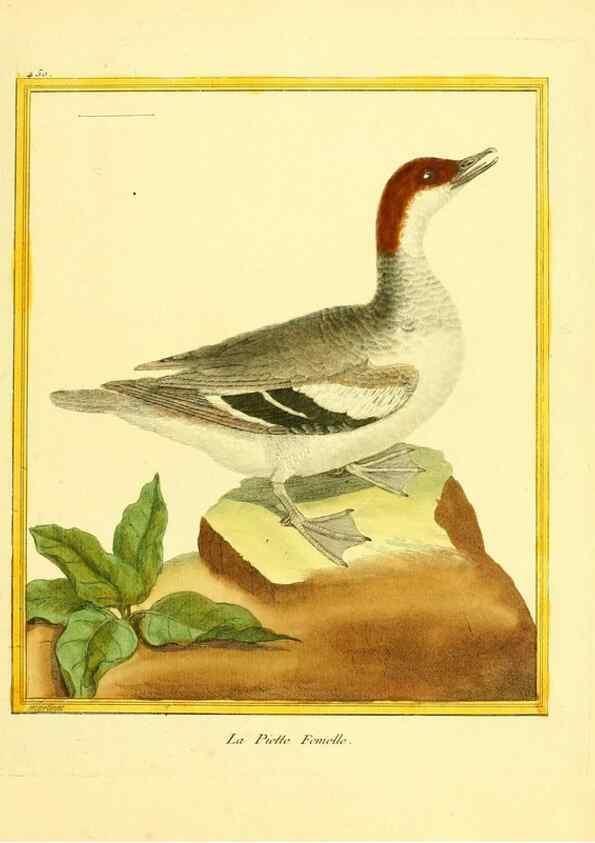 Reproducción/Reproduction 49639309748: Planches enluminées d'histoire naturelle. Paris? :s.n.,1765-1783?. 