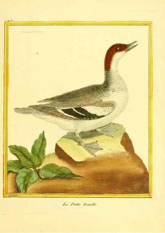 Reproducción/Reproduction 49639309748: Planches enluminées d'histoire naturelle. Paris? :s.n.,1765-1783?. 