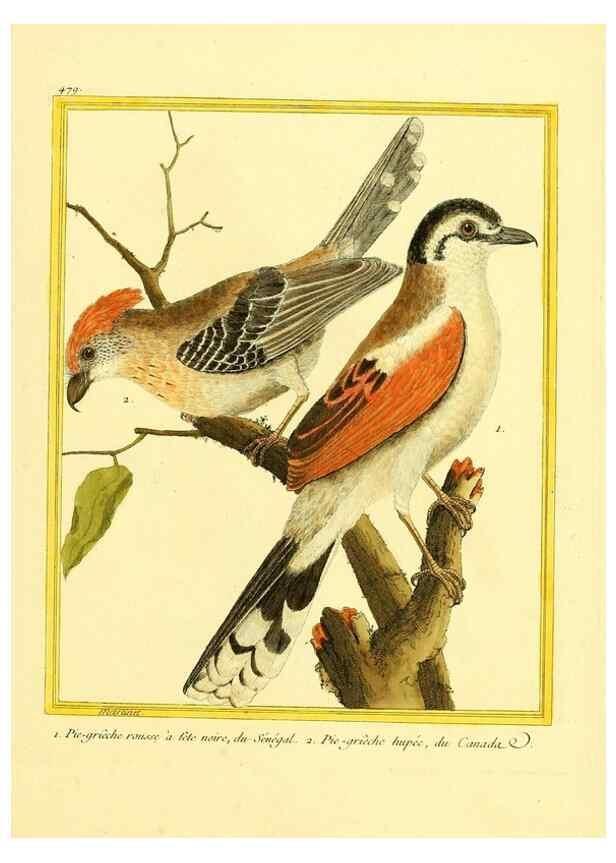 Reproducción/Reproduction 49639319808: Planches enluminées d'histoire naturelle. Paris? :s.n.,1765-1783?. 