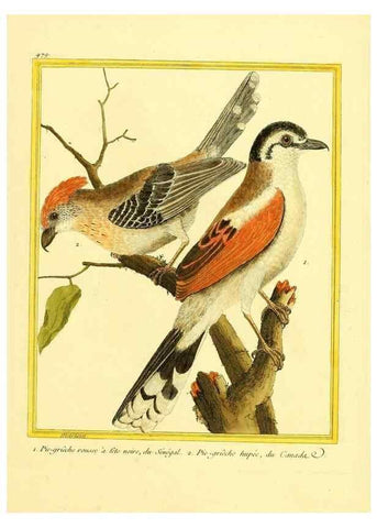 Reproducción/Reproduction 49639319808: Planches enluminées d'histoire naturelle. Paris? :s.n.,1765-1783?. 