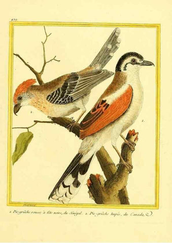 Reproducción/Reproduction 49639319808: Planches enluminées d'histoire naturelle. Paris? :s.n.,1765-1783?. 