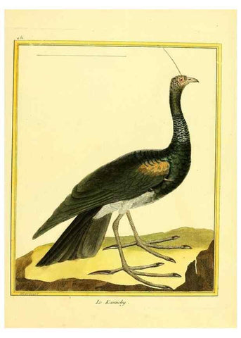Reproducción/Reproduction 49640108292: Planches enluminées d'histoire naturelle. Paris? :s.n.,1765-1783?. 