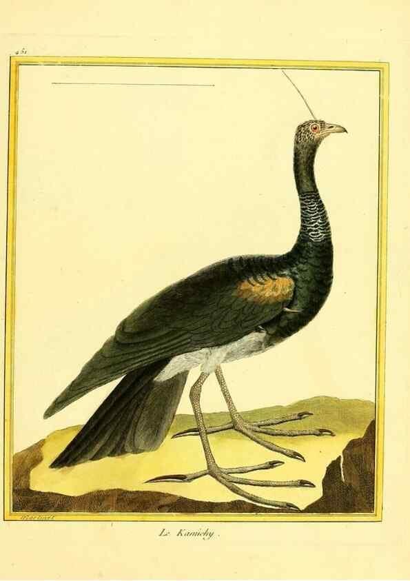 Reproducción/Reproduction 49640108292: Planches enluminées d'histoire naturelle. Paris? :s.n.,1765-1783?. 
