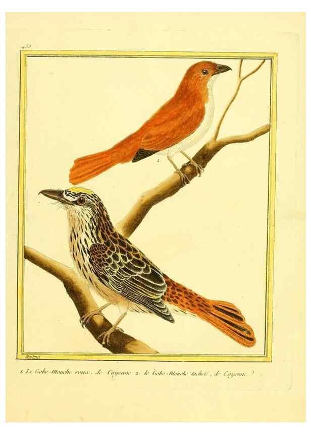 Reproducción/Reproduction 49639310908: Planches enluminées d'histoire naturelle. Paris? :s.n.,1765-1783?. 