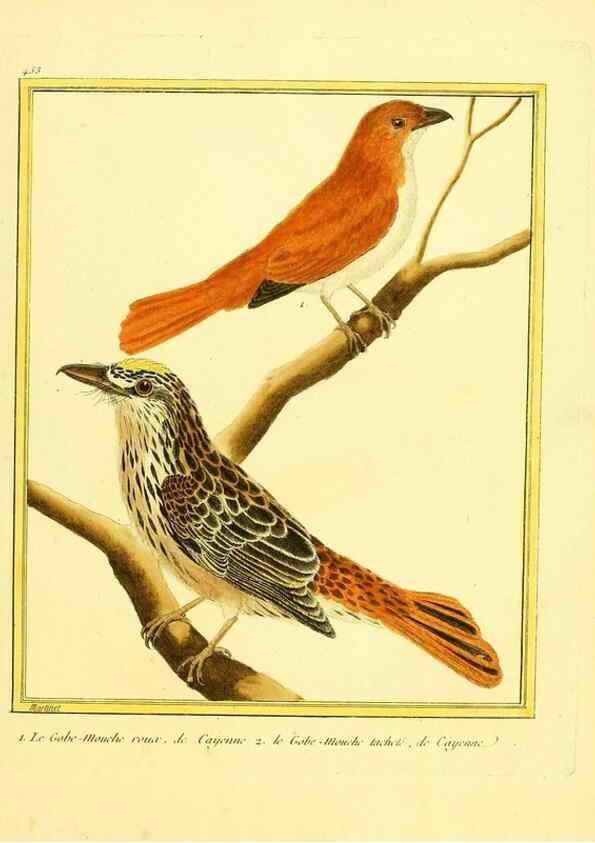 Reproducción/Reproduction 49639310908: Planches enluminées d'histoire naturelle. Paris? :s.n.,1765-1783?. 