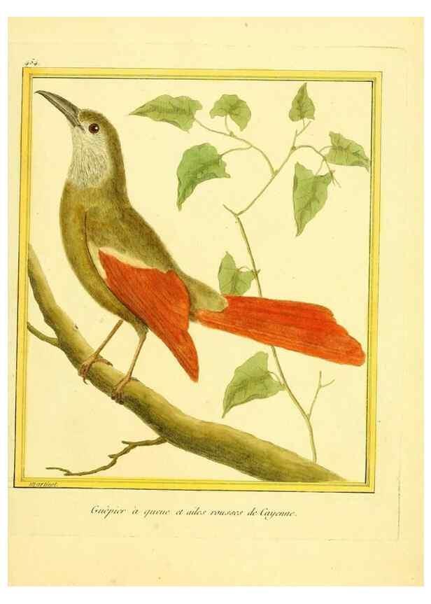 Reproducción/Reproduction 49639836571: Planches enluminées d'histoire naturelle. Paris? :s.n.,1765-1783?. 