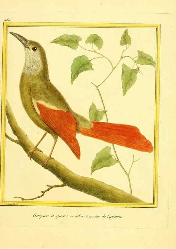 Reproducción/Reproduction 49639836571: Planches enluminées d'histoire naturelle. Paris? :s.n.,1765-1783?. 