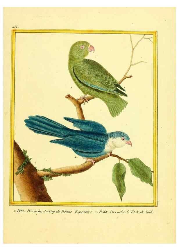 Reproducción/Reproduction 49639836926: Planches enluminées d'histoire naturelle. Paris? :s.n.,1765-1783?. 