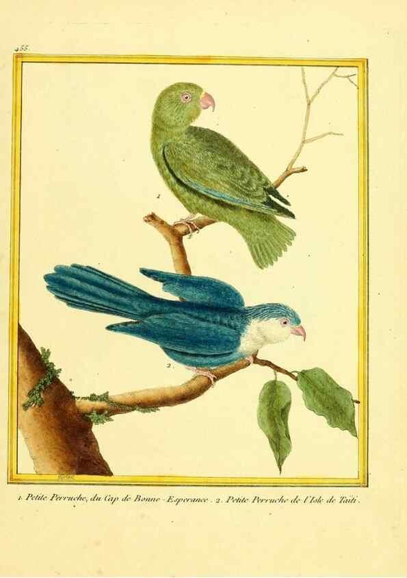 Reproducción/Reproduction 49639836926: Planches enluminées d'histoire naturelle. Paris? :s.n.,1765-1783?. 