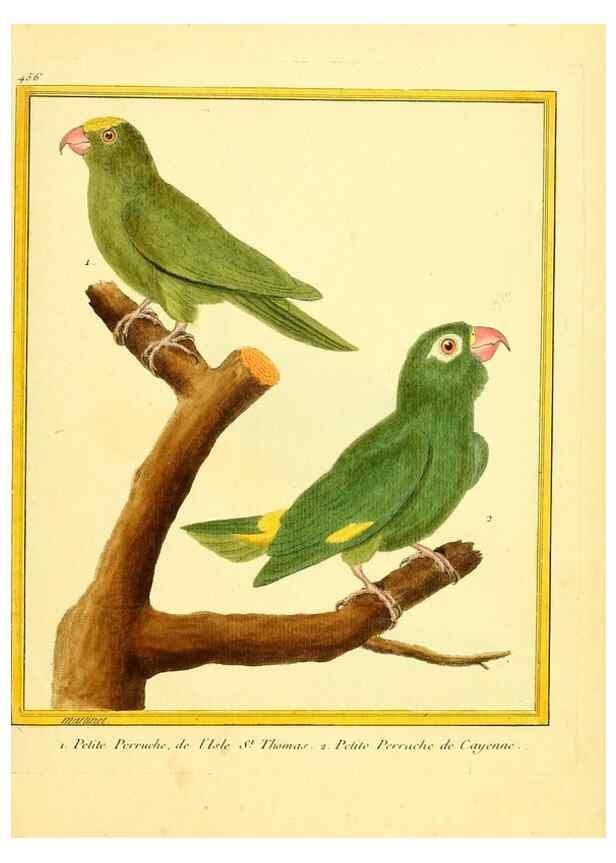 Reproducción/Reproduction 49639311833: Planches enluminées d'histoire naturelle. Paris? :s.n.,1765-1783?. 