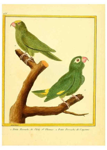 Reproducción/Reproduction 49639311833: Planches enluminées d'histoire naturelle. Paris? :s.n.,1765-1783?. 