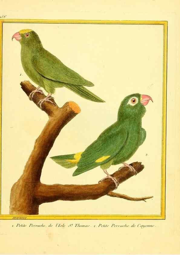 Reproducción/Reproduction 49639311833: Planches enluminées d'histoire naturelle. Paris? :s.n.,1765-1783?. 