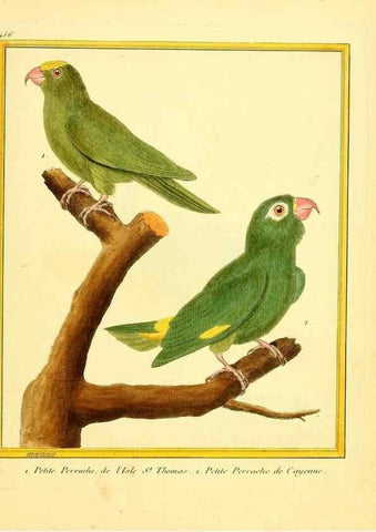 Reproducción/Reproduction 49639311833: Planches enluminées d'histoire naturelle. Paris? :s.n.,1765-1783?. 
