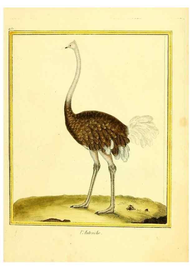 Reproducción/Reproduction 49639837631: Planches enluminées d'histoire naturelle. Paris? :s.n.,1765-1783?. 