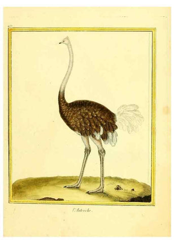 Reproducción/Reproduction 49639837631: Planches enluminées d'histoire naturelle. Paris? :s.n.,1765-1783?. 