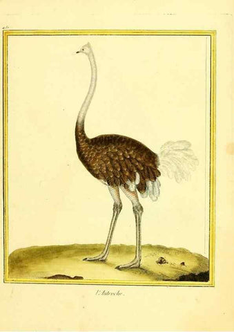 Reproducción/Reproduction 49639837631: Planches enluminées d'histoire naturelle. Paris? :s.n.,1765-1783?. 