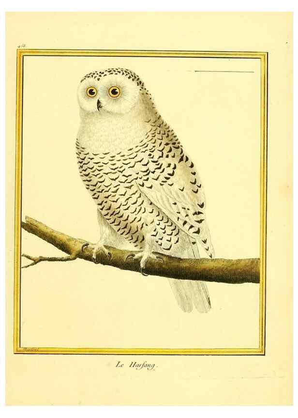 Reproducción/Reproduction 49639312523: Planches enluminées d'histoire naturelle. Paris? :s.n.,1765-1783?. 