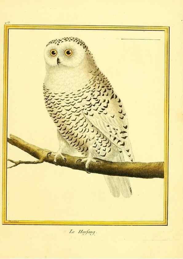 Reproducción/Reproduction 49639312523: Planches enluminées d'histoire naturelle. Paris? :s.n.,1765-1783?. 
