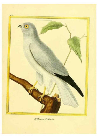 Reproducción/Reproduction 49639838316: Planches enluminées d'histoire naturelle. Paris? :s.n.,1765-1783?. 
