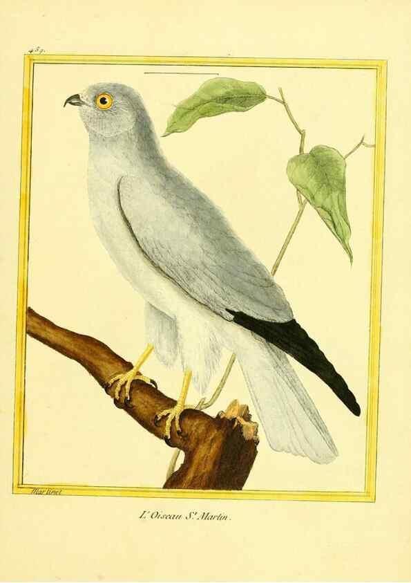 Reproducción/Reproduction 49639838316: Planches enluminées d'histoire naturelle. Paris? :s.n.,1765-1783?. 