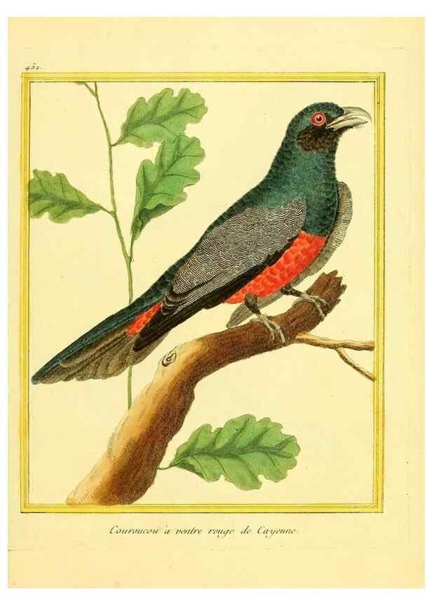 Reproducción/Reproduction 49640108592: Planches enluminées d'histoire naturelle. Paris? :s.n.,1765-1783?. 