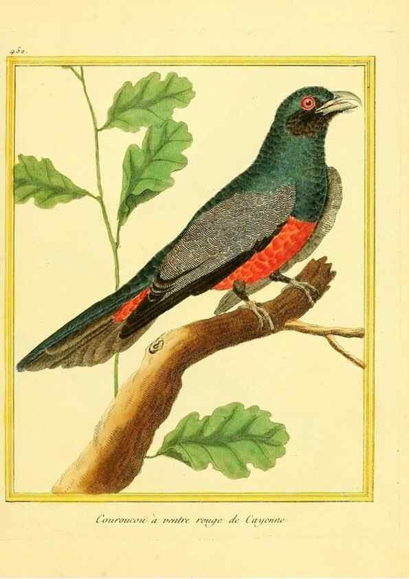 Reproducción/Reproduction 49640108592: Planches enluminées d'histoire naturelle. Paris? :s.n.,1765-1783?. 
