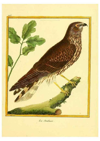 Reproducción/Reproduction 49640105302: Planches enluminées d'histoire naturelle. Paris? :s.n.,1765-1783?. 