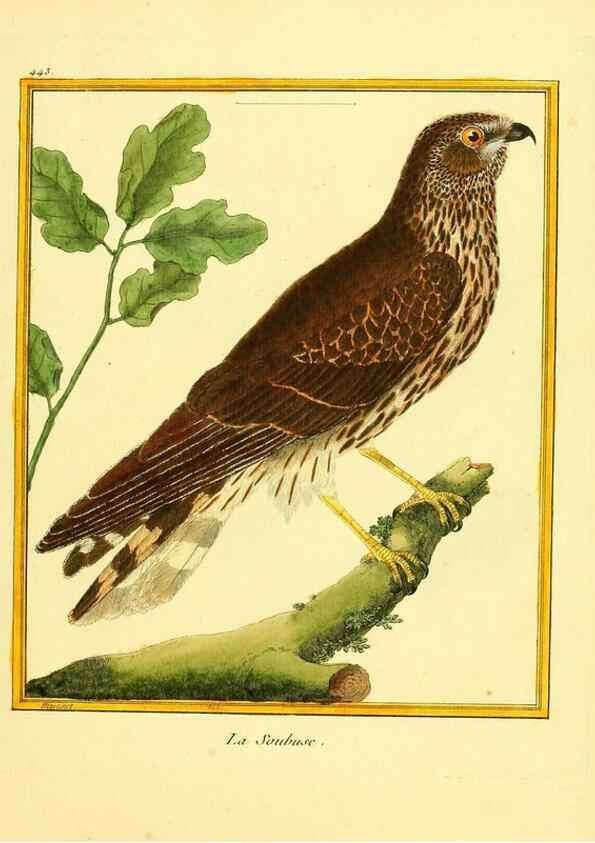 Reproducción/Reproduction 49640105302: Planches enluminées d'histoire naturelle. Paris? :s.n.,1765-1783?. 