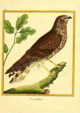 Reproducción/Reproduction 49640105302: Planches enluminées d'histoire naturelle. Paris? :s.n.,1765-1783?. 