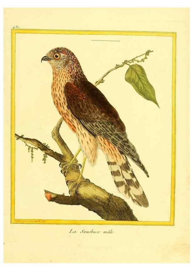 Reproducción/Reproduction 49639845256: Planches enluminées d'histoire naturelle. Paris? :s.n.,1765-1783?. 