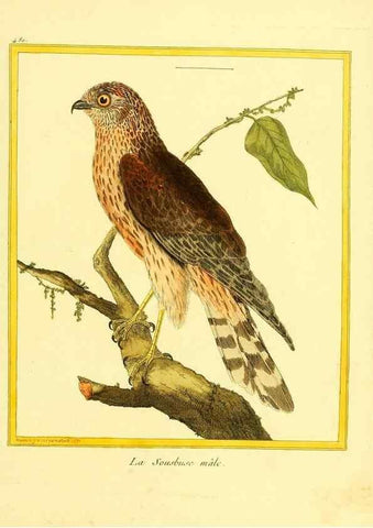 Reproducción/Reproduction 49639845256: Planches enluminées d'histoire naturelle. Paris? :s.n.,1765-1783?. 