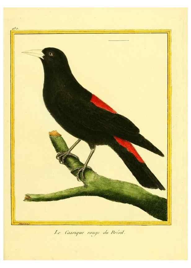 Reproducción/Reproduction 49640119047: Planches enluminées d'histoire naturelle. Paris? :s.n.,1765-1783?. 