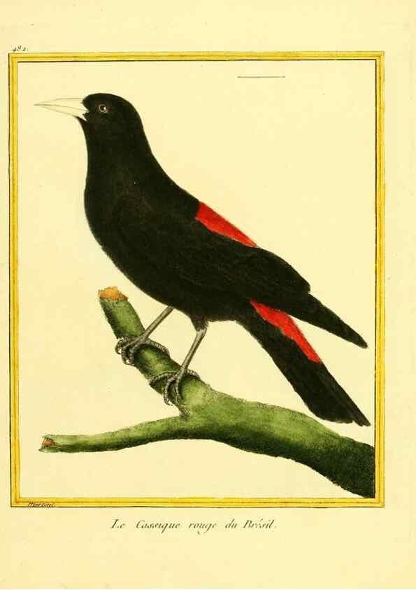 Reproducción/Reproduction 49640119047: Planches enluminées d'histoire naturelle. Paris? :s.n.,1765-1783?. 