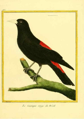 Reproducción/Reproduction 49640119047: Planches enluminées d'histoire naturelle. Paris? :s.n.,1765-1783?. 