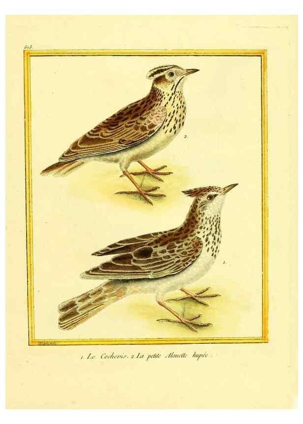Reproducción/Reproduction 49640006616: Planches enluminées d'histoire naturelle. Paris? :s.n.,1765-1783?. 